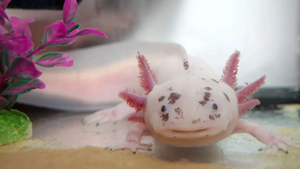 Axolotl facts are interesting for kids.