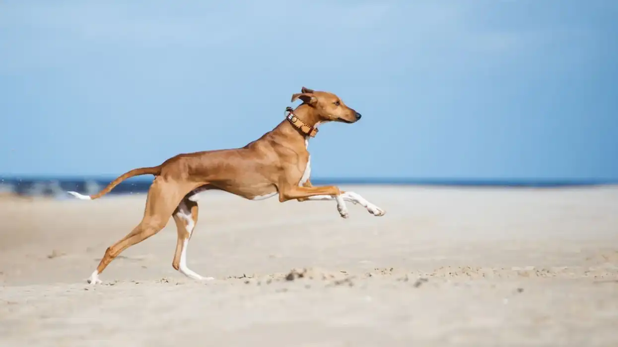 Azawakh dog facts about the breed that originated in the West African Sahel region are interesting.