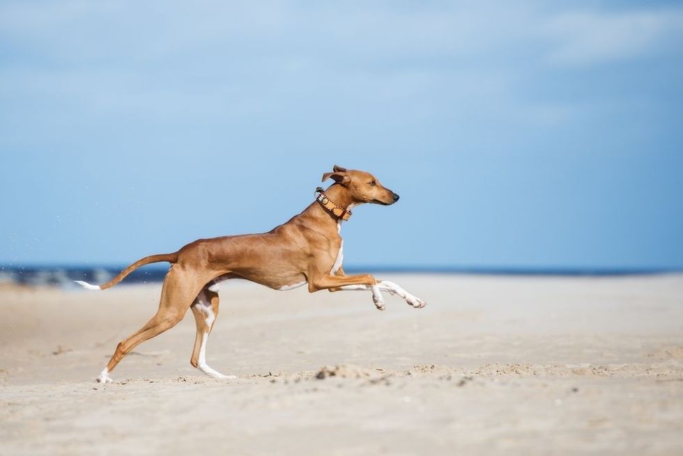 Azawakh dog running on a beach