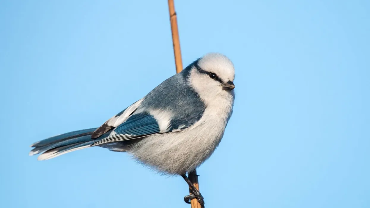 Azure tit facts shed light on this beautiful species.