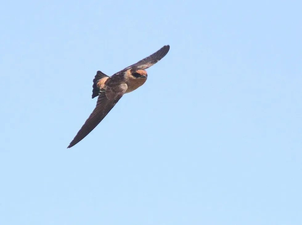 Baby cave swallows remain in the nest for a few weeks so that they can develop sight and flight feathers!
