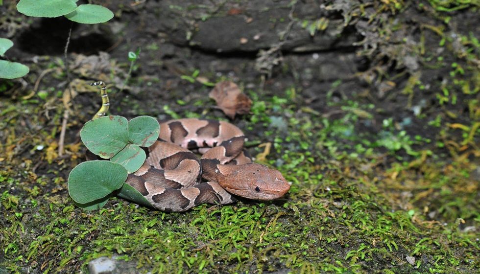 Baby copperhead on moss with yellow tail.