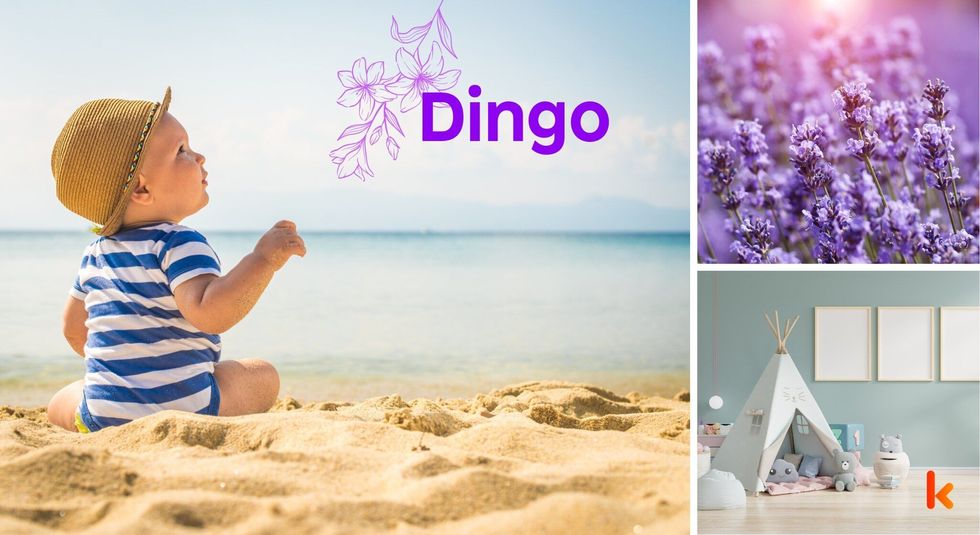 Baby Names Dingo - Cute baby, beach, sand, blue romper, cap & playroom.