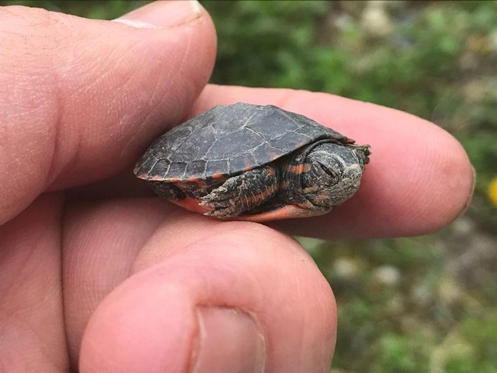 How Big Do Painted Turtles Get? Turtle-y Awesome Facts For Kids! 