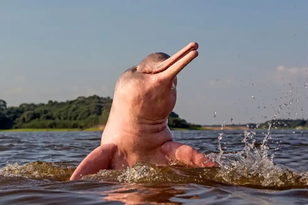 Baby pink dolphin facts are interesting to read with family.