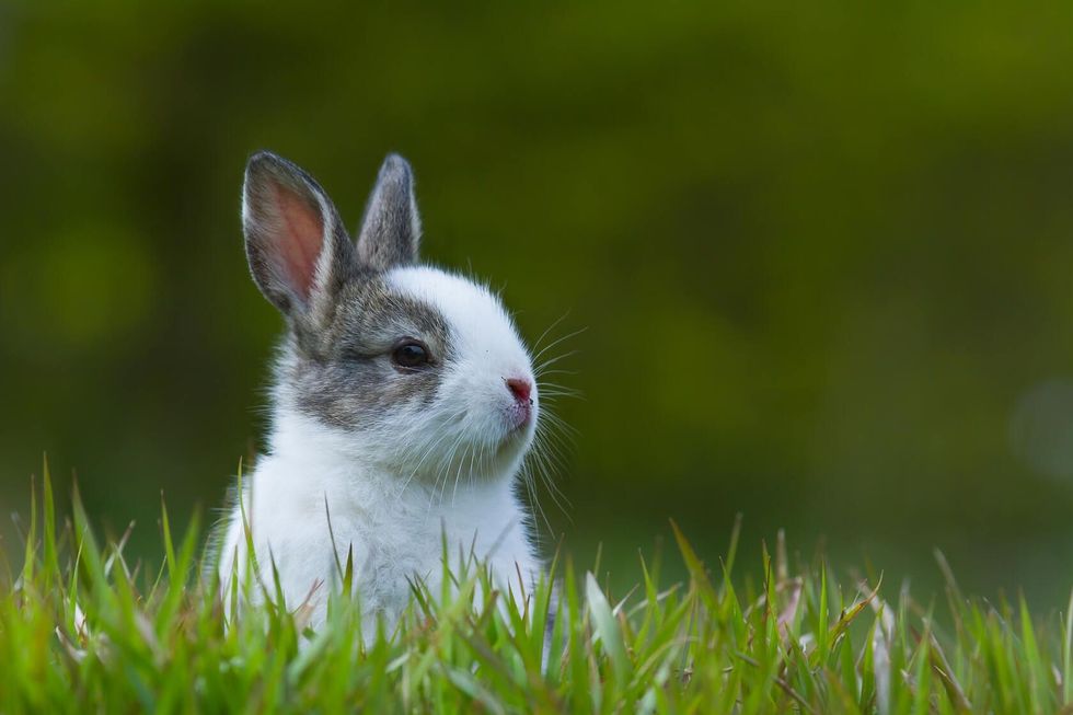 Baby rabbit in grass.