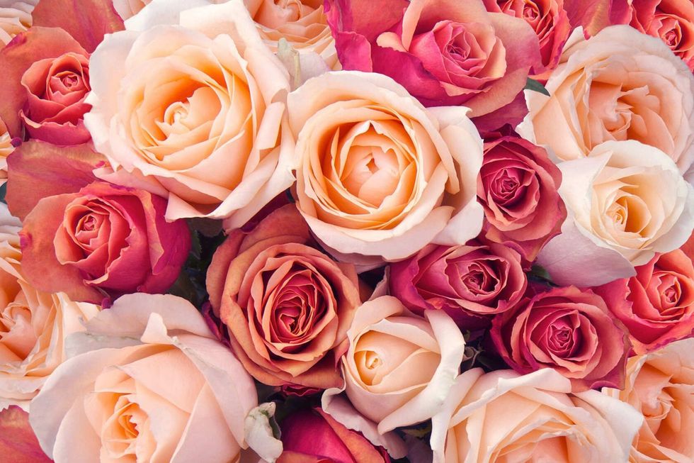 Background of pink orange and peach roses.