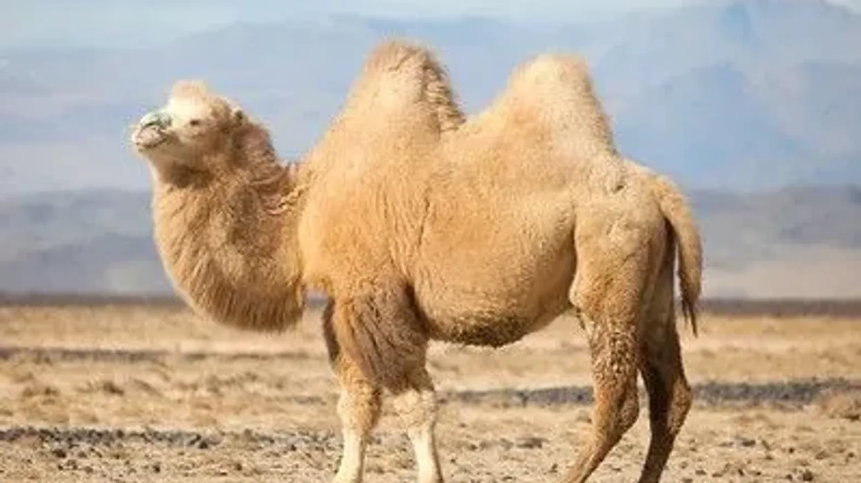 Bactrian camel facts for kids are full of interesting details about the mammal with two humps.