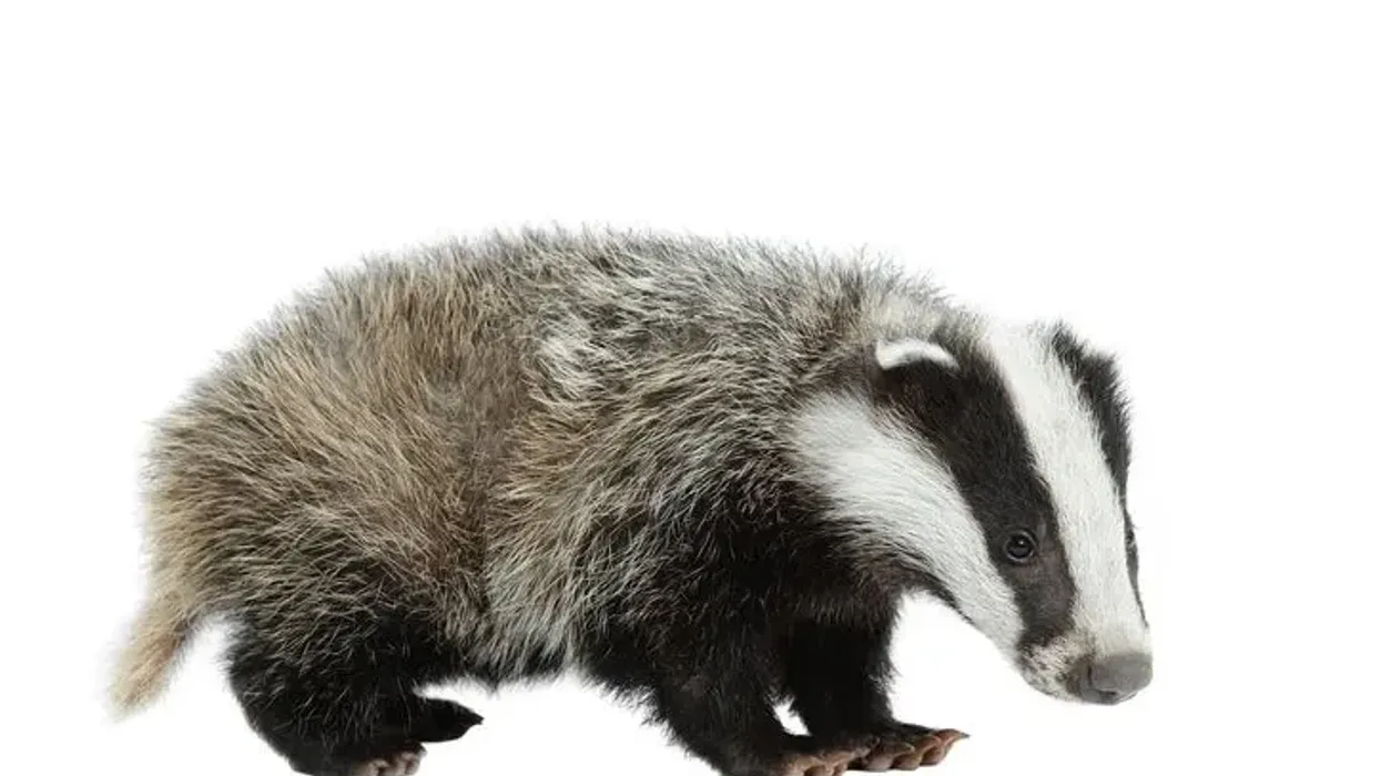 Badger facts are interesting to kids.