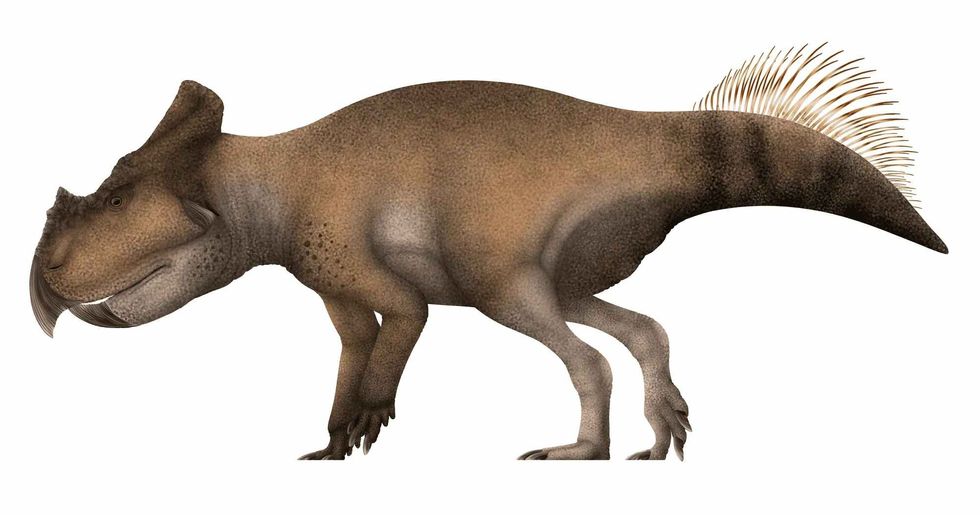 Bagaceratops was a species of ceratopsian dinosaur that lived during the late Cretaceous period