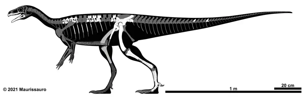 Bagualosaurus facts are all about a herbivorous dinosaur of the late Triassic period.