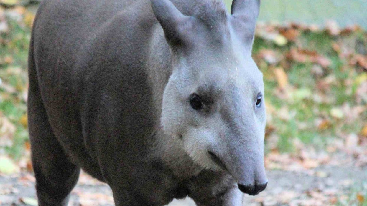 Baird's tapir facts talk about their unique appearance!