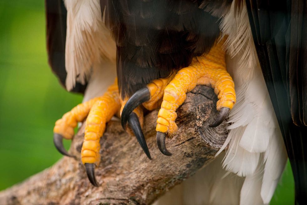 Bald eagle talons and feet