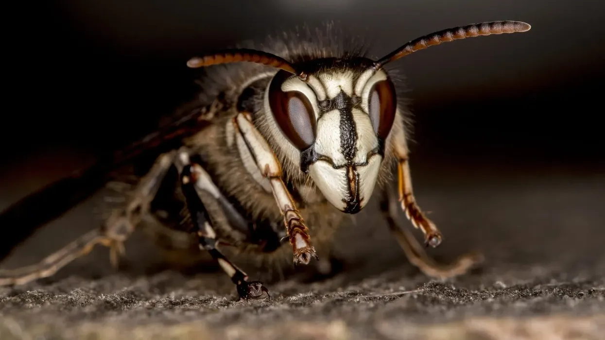 Bald-faced hornet facts are very interesting for insect lovers