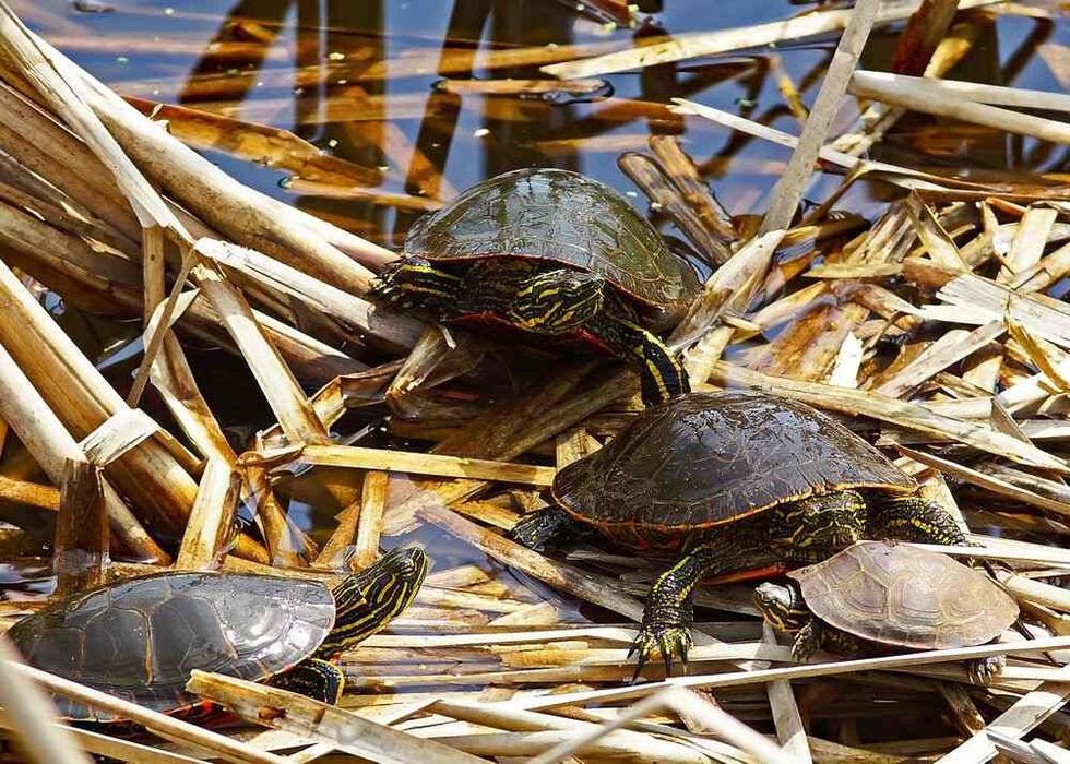 Bale of painted turtles in early spring.