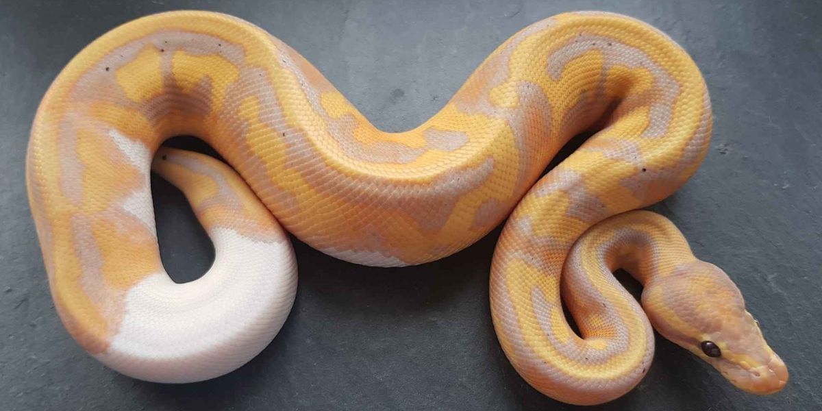 Ball Python Infographic Fun Ball Python Facts For Kids | Kidadl