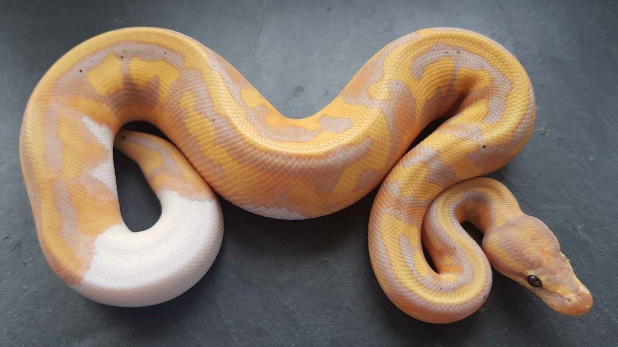 Ball python facts are about these snakes that are colorful, docile, and easy to handle.