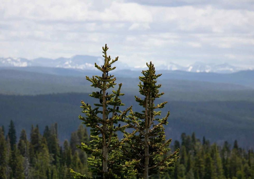 Balsam fir belongs to the conifer family 