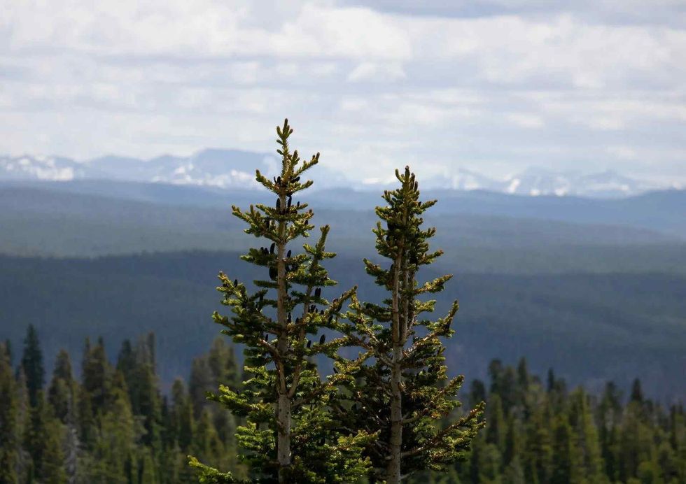 Balsam fir belongs to the conifer family 