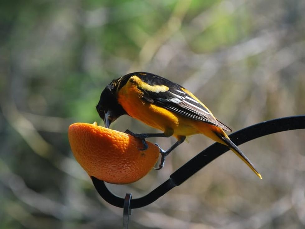 Fun Oriole Bird Facts For Kids | Kidadl