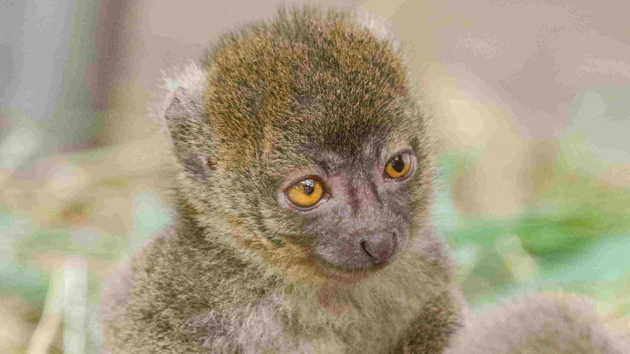 Bamboo lemur facts in this article are amazing to read