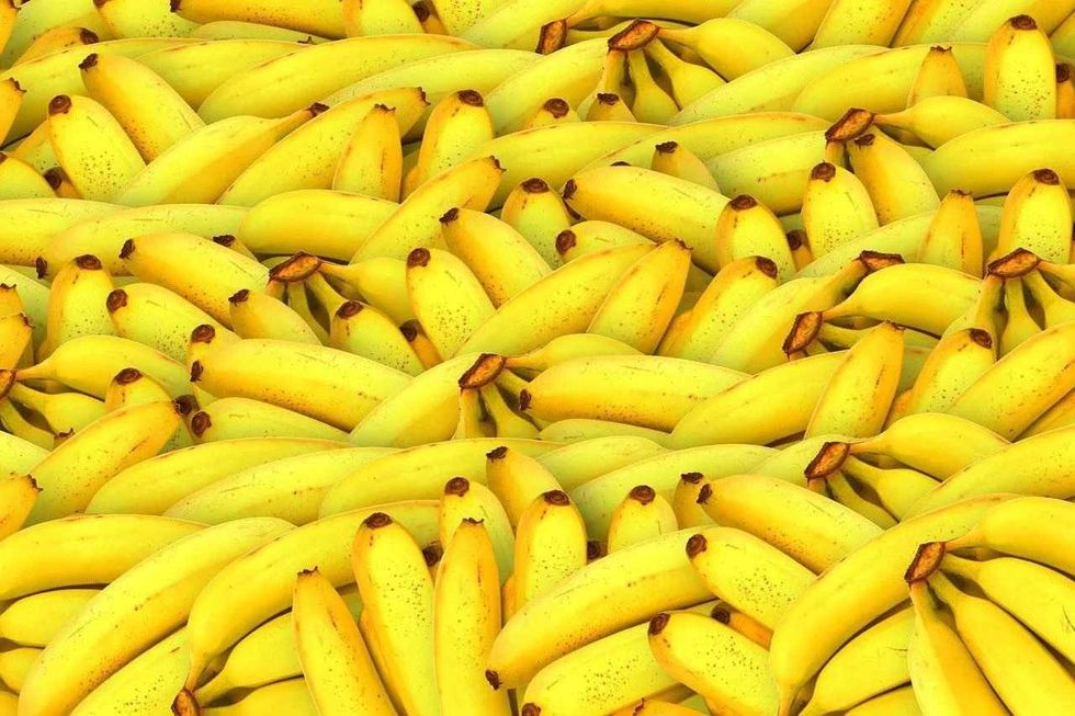 Banana plant facts will inform readers that one hand of bananas features 10-20 individual bananas.