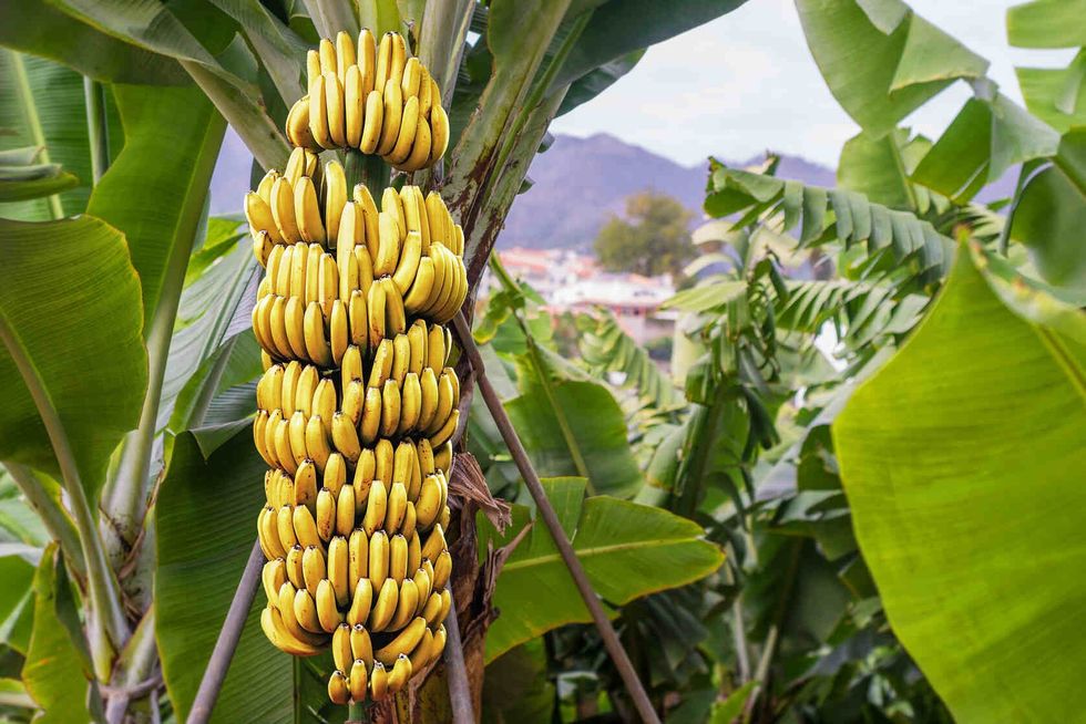 Banana tree with bunch of growing ripe yellow bananas.