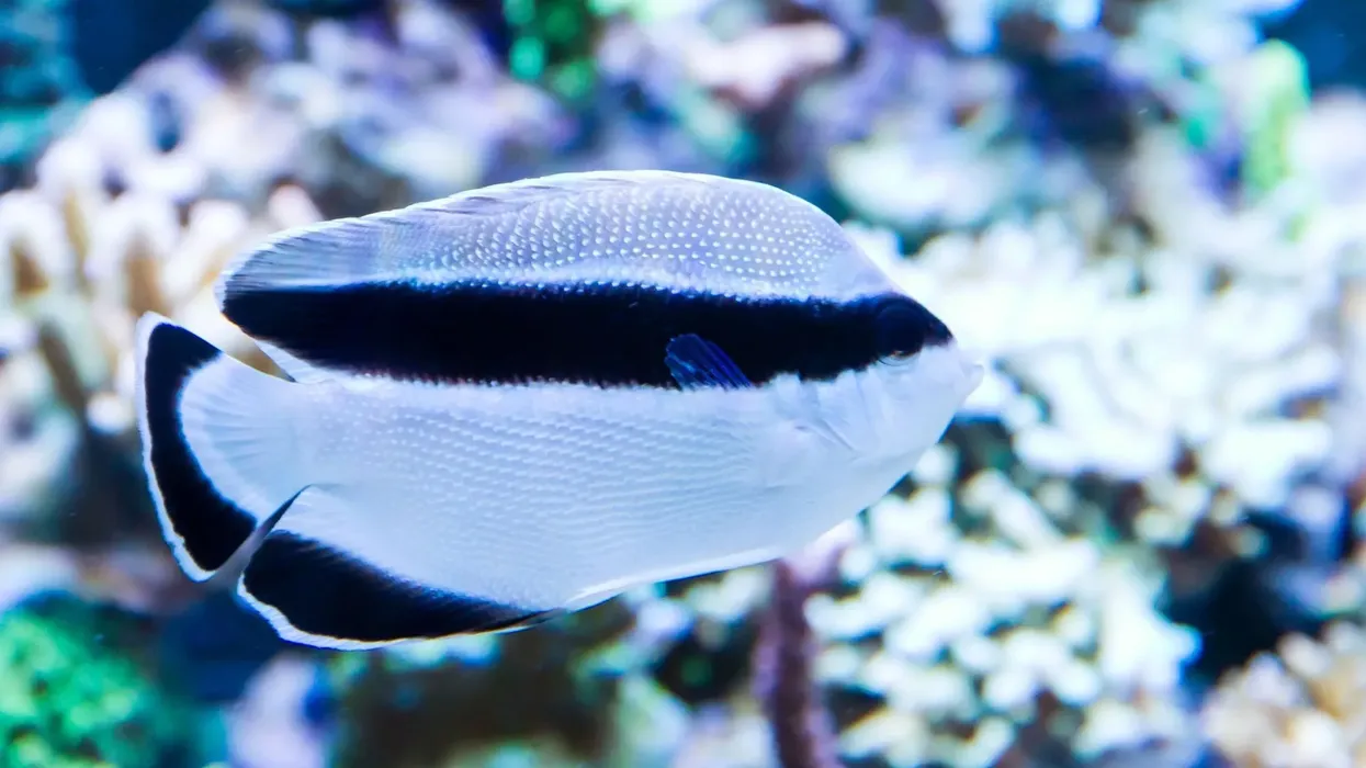Banded Angelfish Fact File