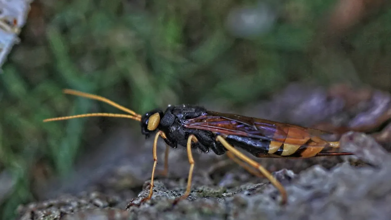 Banded Horntail facts are all about an intimidating insect of the Siricidae family.