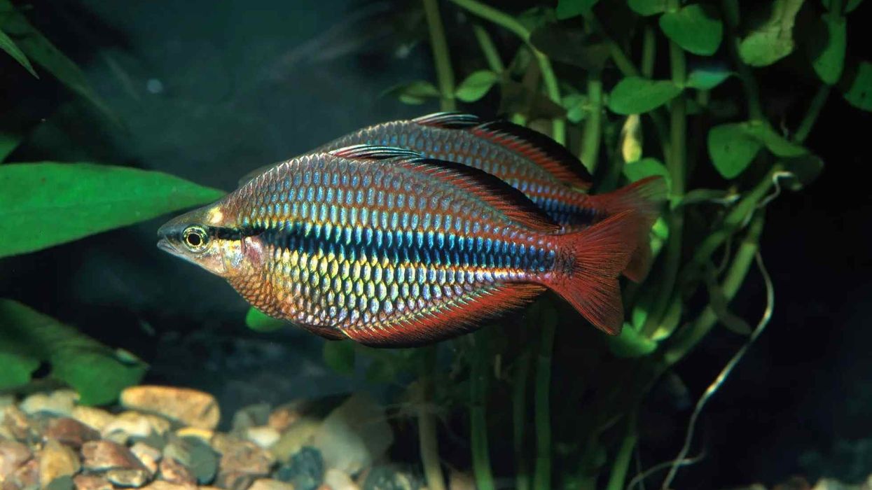 Banded Rainbowfish Fact File