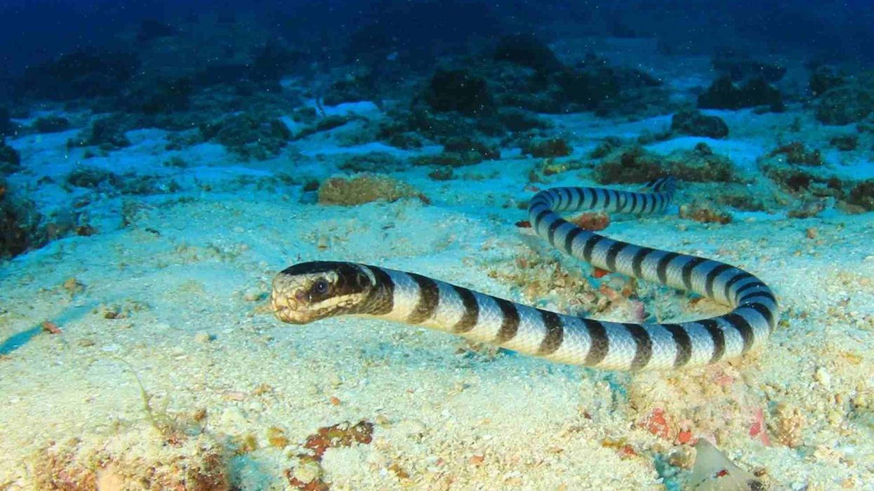 Banded sea krait facts are very interesting to read.