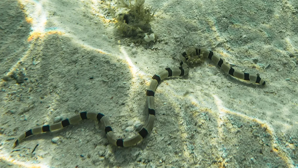 Banded snake eel facts talk about one of the most unique creatures in the world!