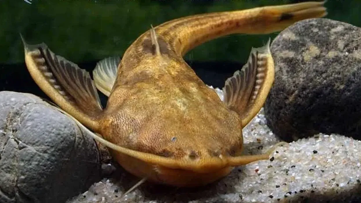 Banjo Catfish facts are interesting to know about.