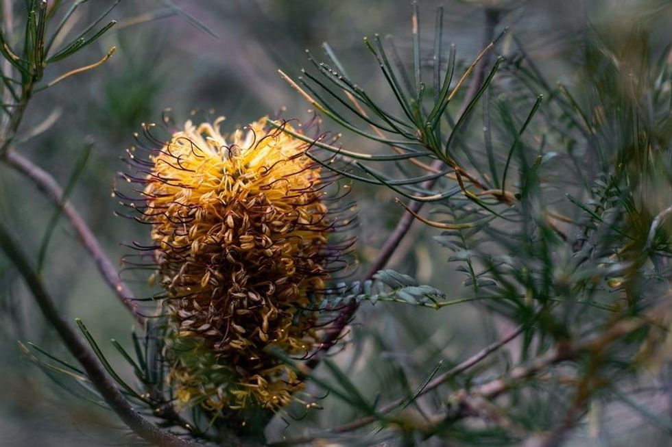 Banksia tree facts show that they are nectar laden and highly attractive to pollinators.