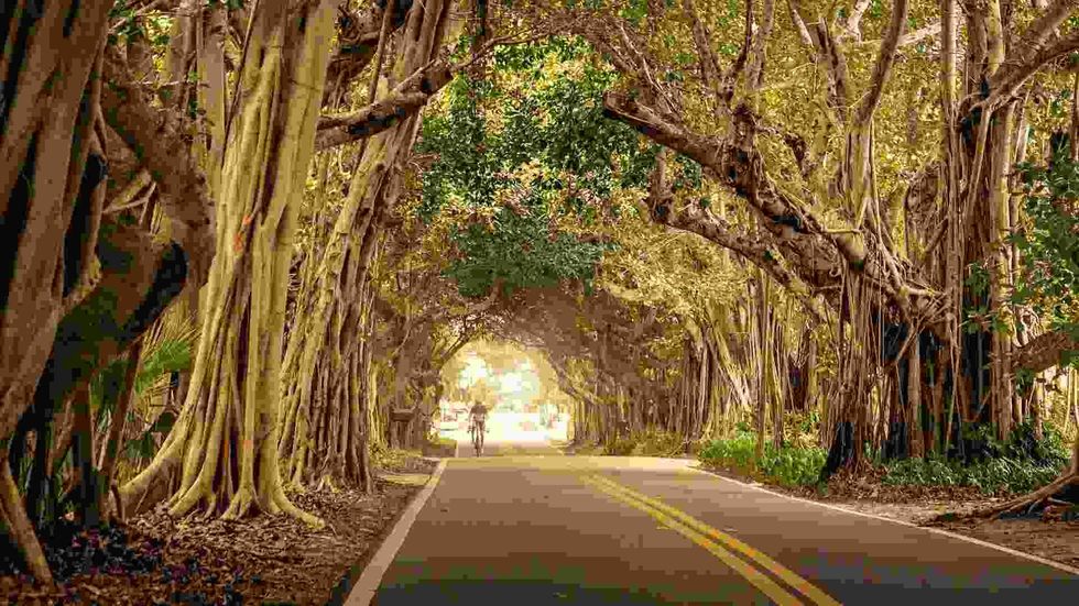 Banyan trees are significant to many cultures and religions around the world.