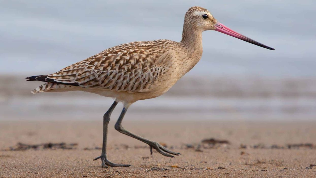 Bar-tailed godwit facts are fascinating.