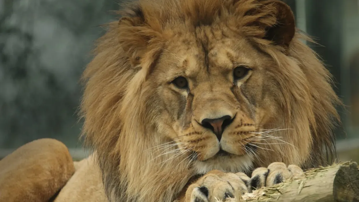 Barbary lion facts about its appearance, habitat, and extinction.