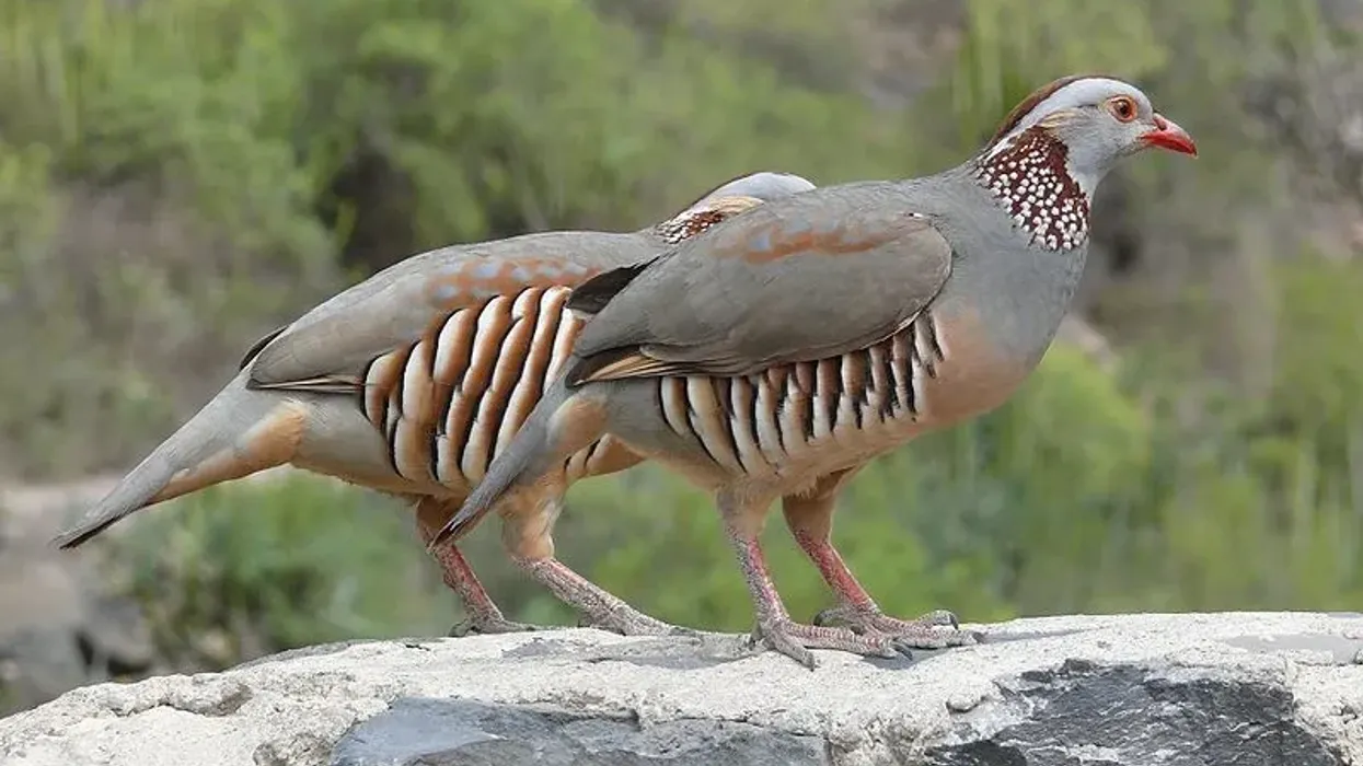 Barbary partridge facts that are fascinating and interesting.