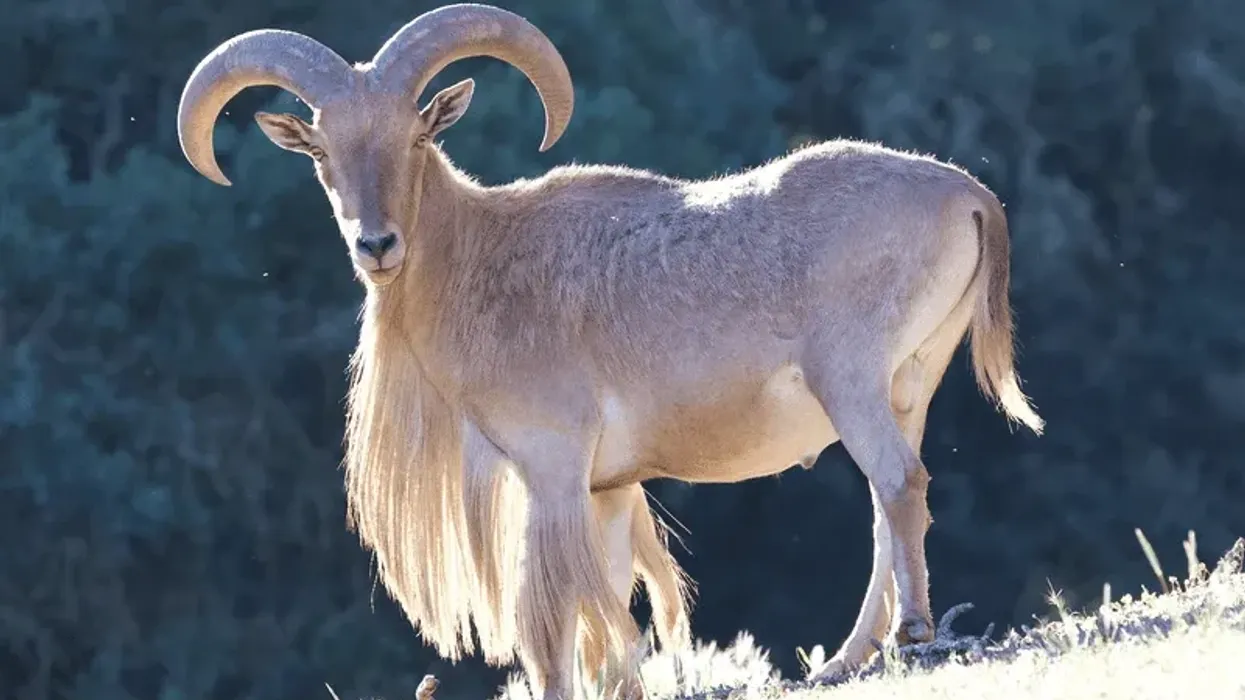 Barbary sheep facts are about the mammal that is also known as aoudad.