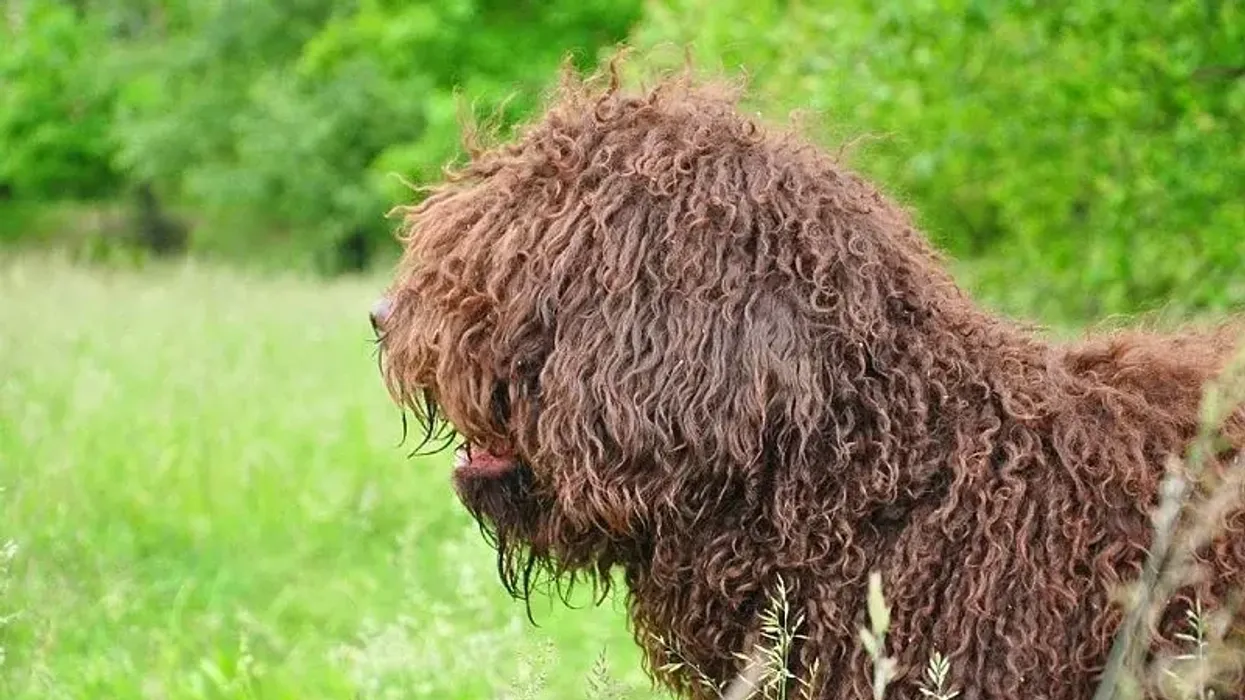 Barbet facts about this rare breed with a curly coat.