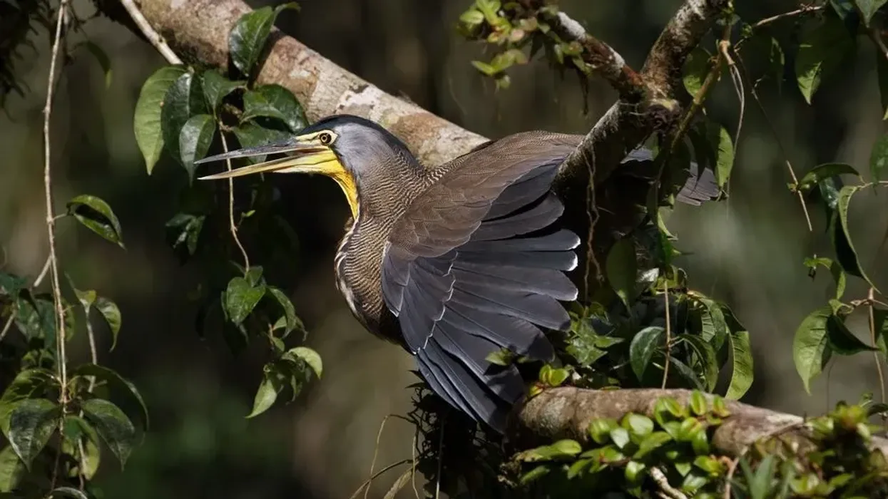 Bare-throated tiger heron facts tell about lesser-known birds.