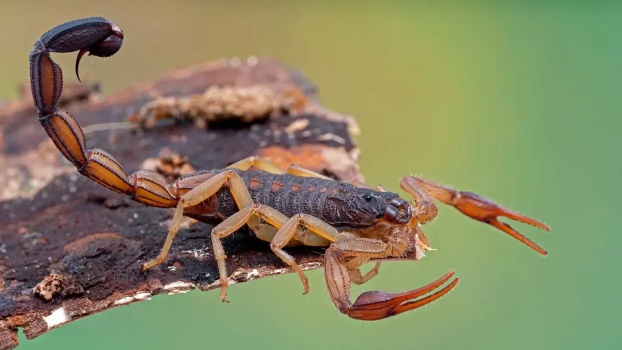 Bark scorpion facts are educational!