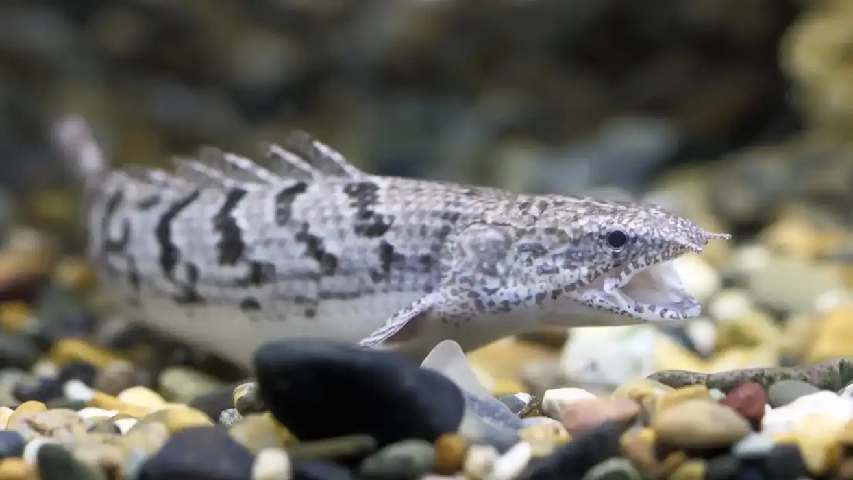 Barred bichir facts about their shape and size are interesting.