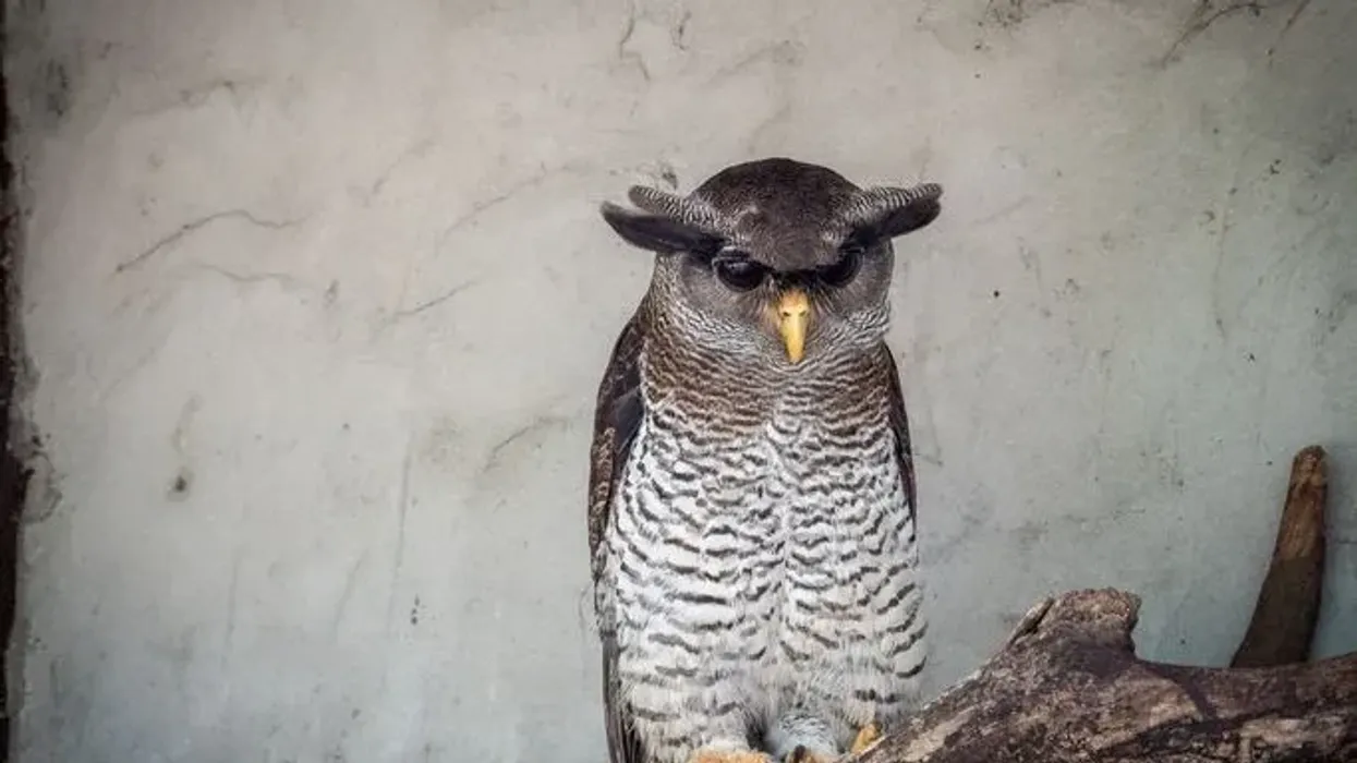 Barred eagle owl facts shed light on this amazing bird.