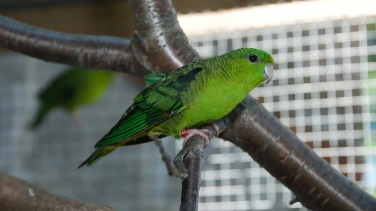 Barred parakeet facts f0r kids are fascinating