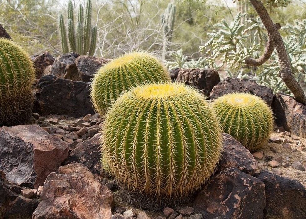 Barrel Cactus in southern Arizona desert