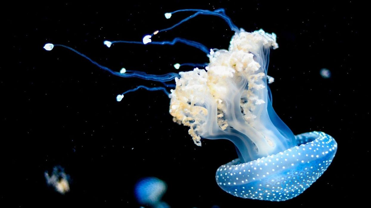 Barrel jellyfish facts are enlightening.