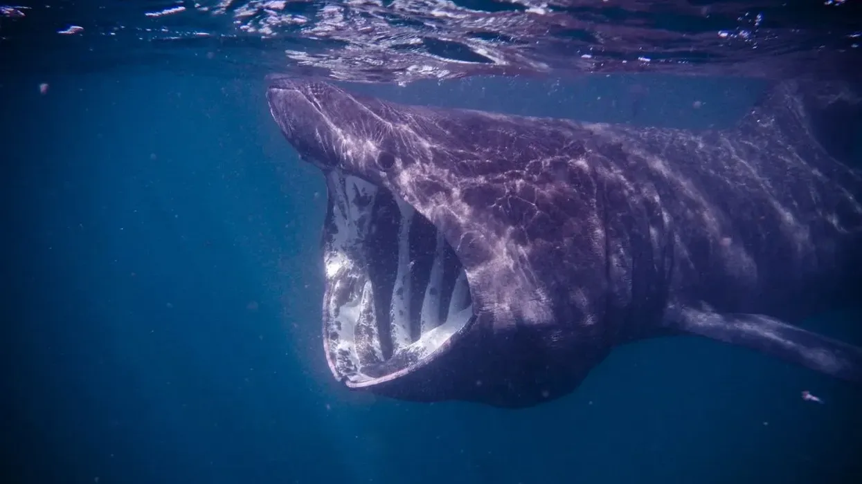 Basking shark facts for kids are amazing.