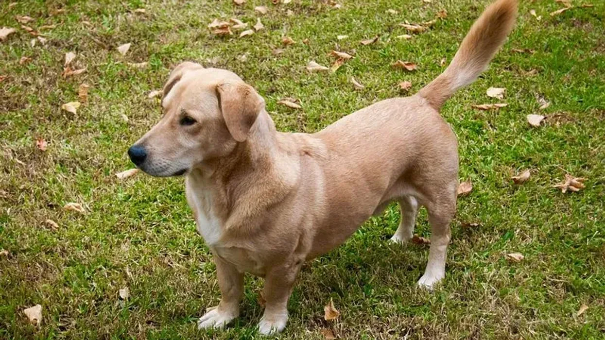 Bassador facts about a doh which is a crossbreed of Basset Hound and Labrador Retriever.
