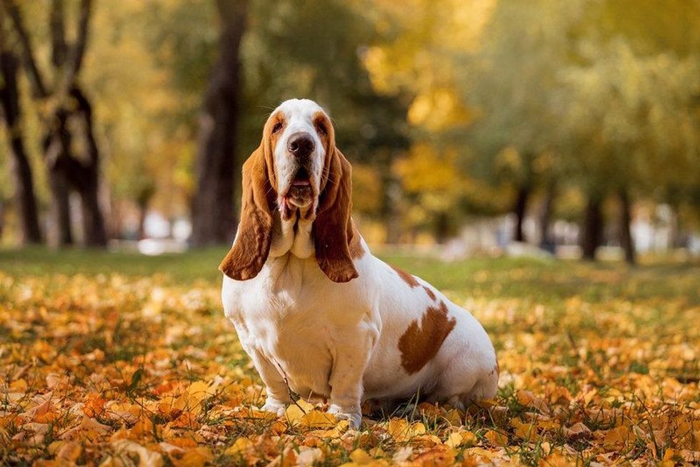 Basset Hound dog sitting in park.